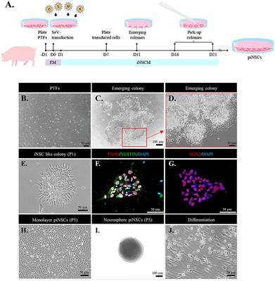 Generation of Porcine Induced Neural Stem Cells Using the Sendai Virus